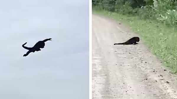 Viral Video: అయ్యో.! పాపం కోతి.. లెక్క తప్పింది.. బోర్లా పడింది.. వైరల్ అవుతున్న వీడియో..