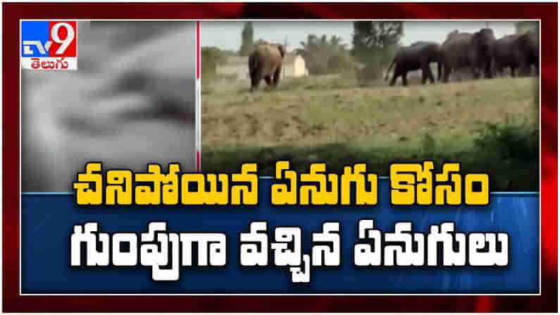 Viral Video: చనిపోయిన ఏనుగు ను చూసేందుకు గుంపుగా వచ్చిన ఏనుగులు.. ( వీడియో )