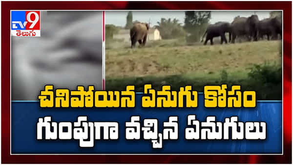 Viral Video: చనిపోయిన ఏనుగు ను చూసేందుకు గుంపుగా వచ్చిన ఏనుగులు.. ( వీడియో )