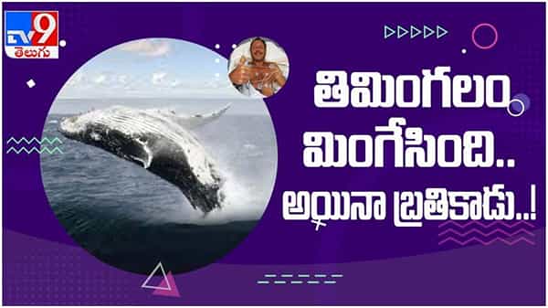 Viral Video: తిమింగలం మింగేసింది.. అదృష్టం బాగుండి బ్రతికి బయటపడ్డాడు... ( వీడియో )