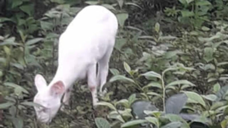 కాజీరంగ నేషనల్ పార్క్ DFO రమేష్ గొగోయ్ మాట్లాడుతూ.. ఈ అరుదైన తెల్ల జింకను కొన్ని రోజుల క్రితం పార్కులో మొదటిసారి చూశానని ఇది చాలా అరుదుగా పార్క్ నుంచి బయటకు వచ్చి గోధుమ జింకలతో తిరుగుతుందని తెలిపారు.