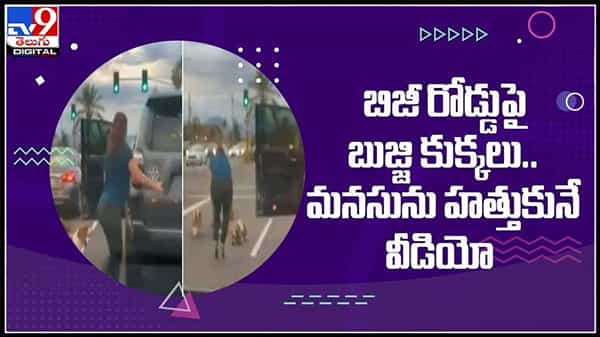 బిజీ రోడ్డుపైకి బుజ్జి కుక్కలు.. దారి తప్పిన వాటిని ఓ దరి చేర్చిన మహిళంటూ నెటిజన్ల భావోద్వేగం!:Viral Video.