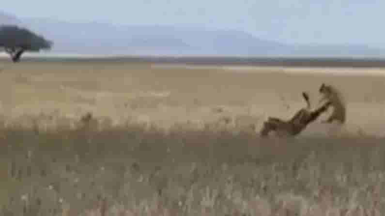 VIRAL VIDEO : సింహాన్ని వెనక కాళ్లతో కుమ్మేసిన జీబ్రా..! మృగరాజు ఊరుకుంటుందా..? ఏం చేసిందో మీరే చూడండి..