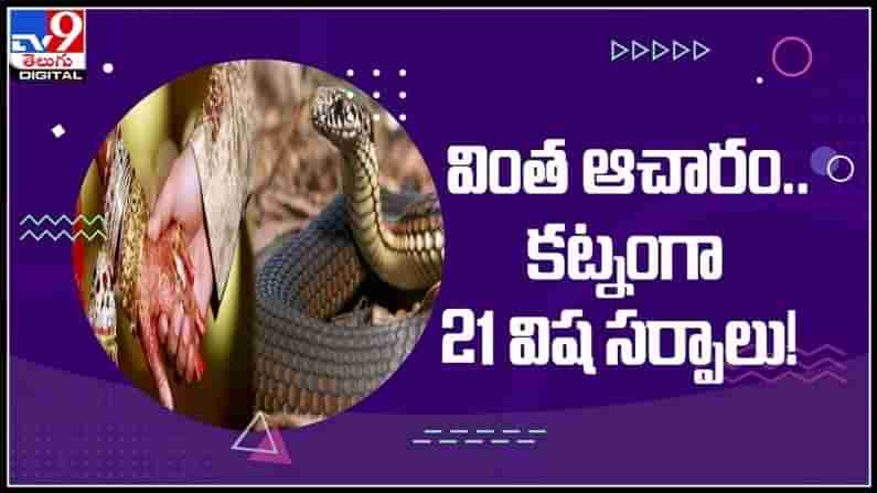 Poisonous Snakes dowry : వింత ఆచారం..వరకట్నంగా 21 విష సర్పాలు! కూతురి పెళ్లి చేస్తే మామగారుఇవ్వాలంట..వైరల్ వీడియో.