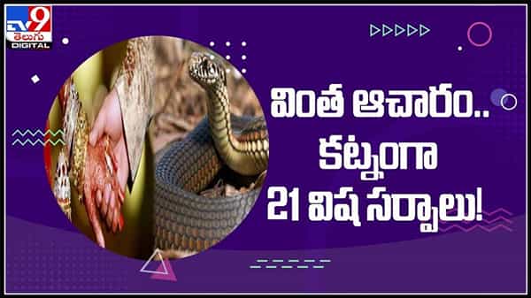 Poisonous Snakes dowry : వింత ఆచారం..వరకట్నంగా 21 విష సర్పాలు! కూతురి పెళ్లి చేస్తే మామగారుఇవ్వాలంట..వైరల్ వీడియో.