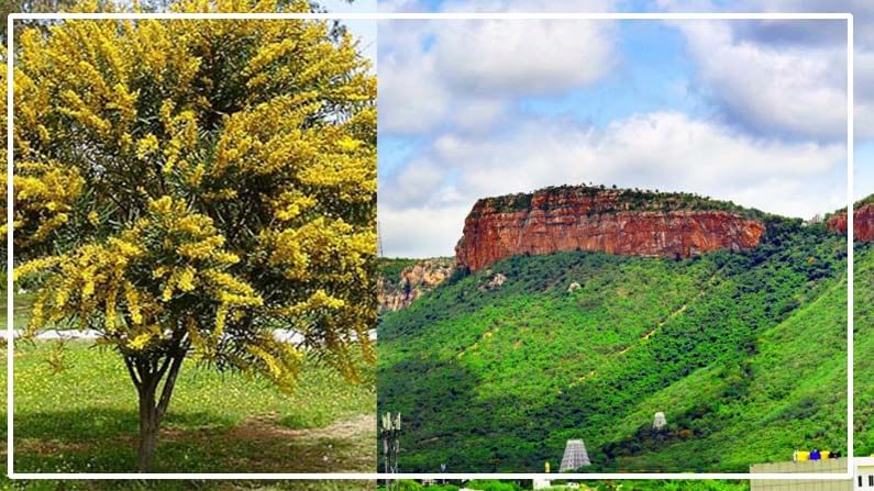 Acacia Trees: తిరుమల కొండలపై ఇక ఆ చెట్లు కనిపించవు.. కీలక నిర్ణయం తీసుకున్న టీటీడీ