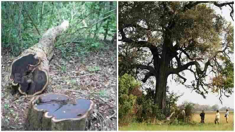 Valuable Wood: ఎర్రచందనంను మించిన ధర.. ప్రంపచంలోనే అత్యంత ఖరీదైన కలప ఇదే..