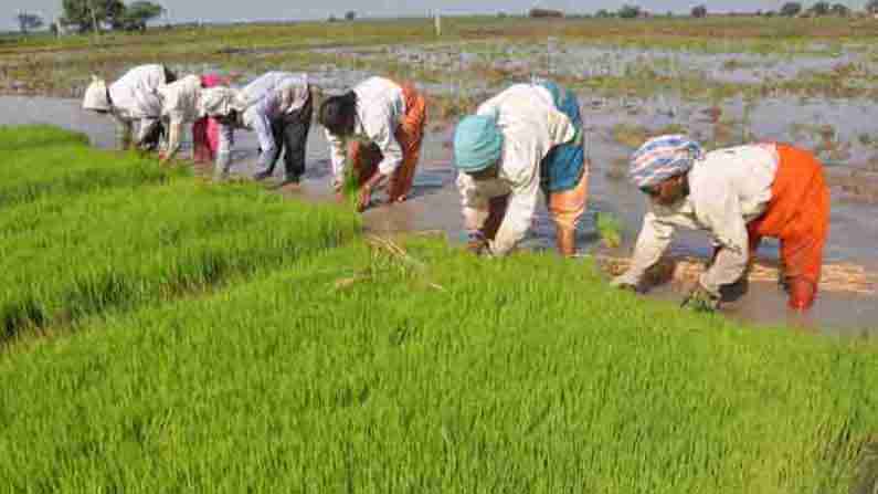 Telangana: తెలంగాణ వ్యాప్తంగా జోరందుకున్న వ్యవసాయ పనులు.. కలకత్తా నుంచి ప్రత్యేకంగా వస్తున్న కూలీలు..