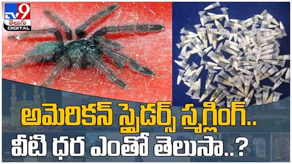 Spiders Smuggling: అమెరికన్ స్పైడర్స్ స్మగ్లింగ్‌...!! వీటి ధర ఎంతో తెలుసా..?? ( వీడియో )