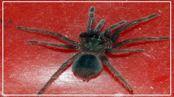 Spiders Smuggling: డ్రగ్స్, గోల్డ్, నక్షత్ర తాబేళ్ల స్మగ్లింగ్.. కాదు ఇప్పుడు అమెరికన్ స్పైడర్స్.. ఉలిక్కిపడిన చెన్నై ఎయిర్ పోర్ట్ అధికారులు