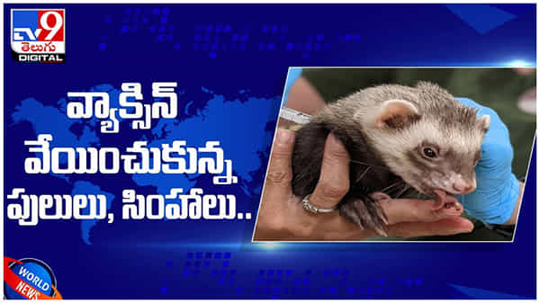 Covid Vaccine: వ్యాక్సిన్‌ వేయించుకున్న పులులు, సింహాలు... (వీడియో)