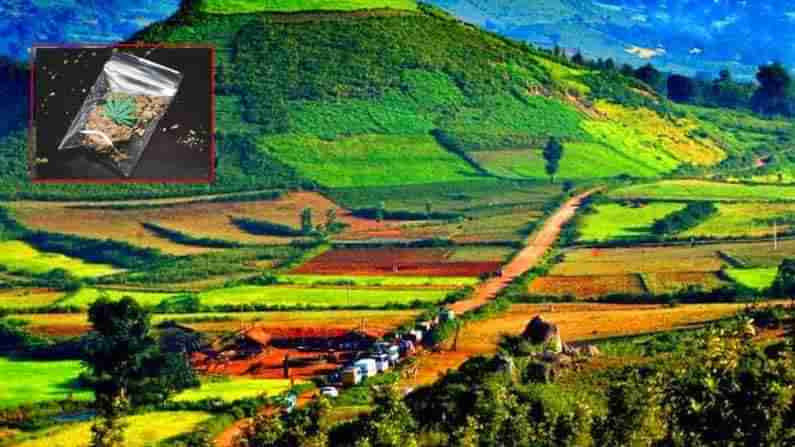 Araku Valley: వాళ్లు మేక వన్నె పులులు.. ఆంధ్రా ఊటీ అరకులో నయా స్మగ్లింగ్ యాంగిల్