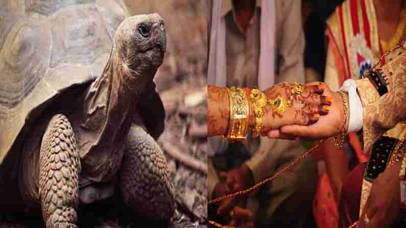 Army Man Tortoise: కట్నంగా తాబేళ్లు, గోర్లు, నల్ల కుక్క.. ఆర్మీ ఉద్యోగి వింత డిమాండ్‌. చివరకు ఏం జరిగిందంటే..