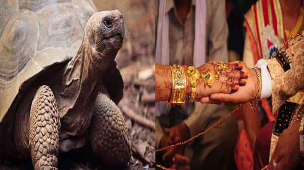 Army Man Tortoise: కట్నంగా తాబేళ్లు, గోర్లు, నల్ల కుక్క.. ఆర్మీ ఉద్యోగి వింత డిమాండ్. చివరకు ఏం జరిగిందంటే..