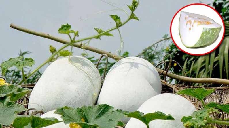 Winter Melon: బూడిద గుమ్మడితో బోలెడన్ని ప్రయోజనాలు.. తెలిస్తే షాకవుతారు సుమీ..!