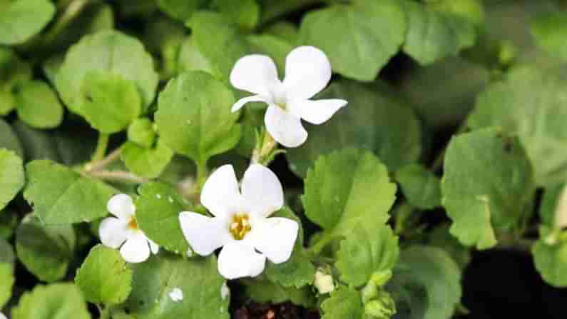 Ayurvedic Herb Brahmi : ఆయుర్వేదంలో అద్భుత ఔషది ఈ ఆకు.. జ్ఞాపక శక్తితో ఇబ్బంది పడుతున్నవారు ఈ ఆకుని ట్రై చేయండి..