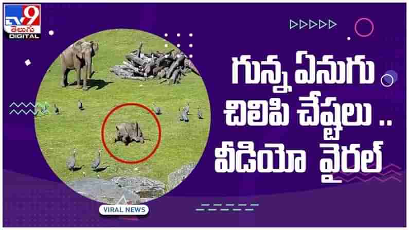 బుడి బుడి అడుగులతో సీమ కోళ్ల వెంట పరుగులు పెట్టిన ఏనుగు పిల్ల..!! నెట్టింట వీడియో వైరల్‌