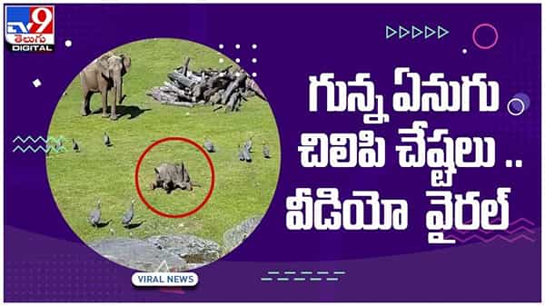 బుడి బుడి అడుగులతో సీమ కోళ్ల వెంట పరుగులు పెట్టిన ఏనుగు పిల్ల..!! నెట్టింట వీడియో వైరల్
