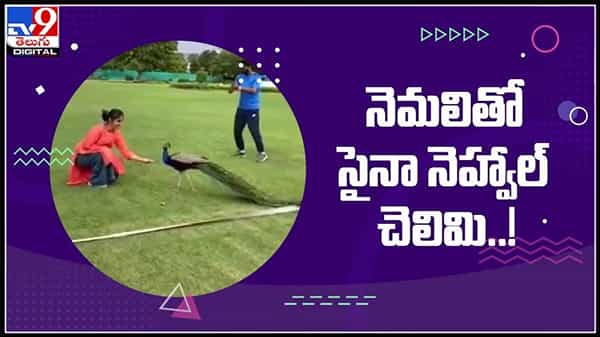 నెమలితో ఆటలాడుతున్న బ్యాడ్మింటన్ స్టార్ సైనా నెహ్వాల్..!వైరల్ అవుతున్న వీడియో :Saina Nehwal feeds Peacock Video.