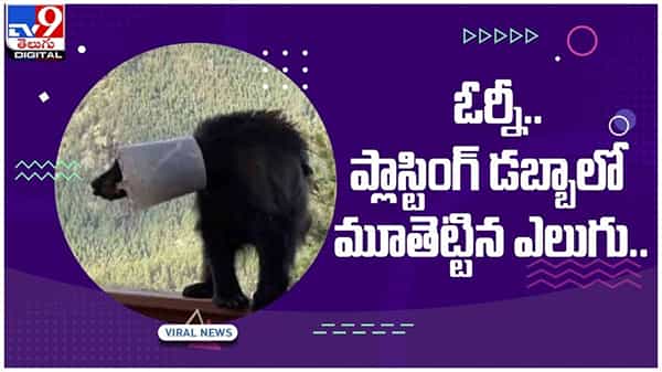 ప్లాస్టిక్ డబ్బాలో ఇరుక్కుపోయిన ఎలుగుబంటి..!! ఆ తరువాత ఏం జరిగిందంటే..!! వీడియో
