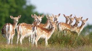 Taliban Video : హాస్య నటుడి గొంతు కోసి చంపిన తాలిబాన్లు..! కొడుతూ హింసిస్తున్న వీడియో రిలీజ్..