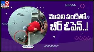 సింహానికి పంటి నొప్పి… రూట్ కెనాల్ చేసిన వైద్యులు.. మత్తు మందు ఎక్కడానికే 4 గంటలు సమయం:Lion Dental Problem Video.