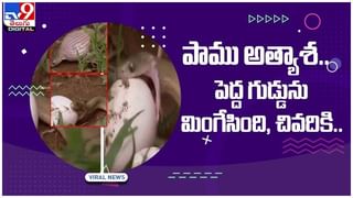 Viral Video: నార్వేలోని ఓ వ్యక్తికి దొరికిన ఆస్ట్రిచ్ గుడ్డు..!! నెట్టింట వీడియో వైరల్