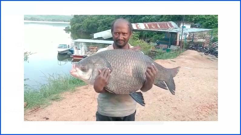 Big Fish: నిజామాబాద్ జిల్లాలో వలకు చిక్కిన అరుదైన చేప.. బరువెంతో తెలిస్తే షాక్ అవుతారు..!