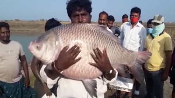 Fish Pond: చేపలందు ఈ చెరువులోని చేపలే వేరు.. తండోపతండాలుగా తరలివస్తున్న జనాలు.. అసలు విషయం ఏంటంటే..