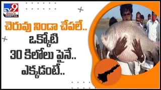 Viral Video: మొసలి, సింహాల భీకర పోరు.. గెలిచిందెవరు.? ఈ షాకింగ్ వీడియో మీకోసమే!