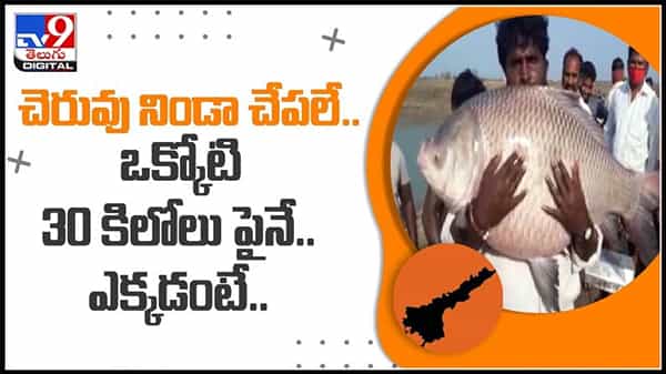 చెరువు నిండా చేపలే..ఒక్కోటి 30కిలోలు పైనే..ఎక్కడంటే..!ఎగబడుతున్న జనం..అరుదైన దృశ్యం..:Big Fishes video.