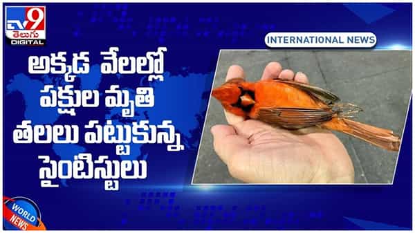 అమెరికాలో వింత వ్యాధి.. వేలల్లో పక్షుల మృతి, తలలు పట్టుకున్న సైంటిస్టులు.. వీడియో