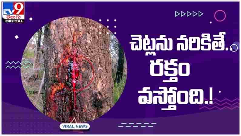 వింత చెట్లు.. చెట్లను నరికితే రక్తం వస్తోంది..!!  దానితో ఏం చేస్తారంటే..?? వీడియో