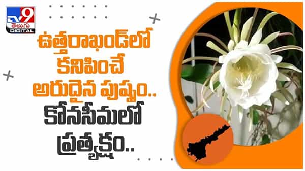 Brahma Kamalam: ఉత్తరాఖండ్‌లో కనిపించే అరుదైన పుష్పం..కోనసీమలో ప్రత్యక్షం... ( వీడియో )