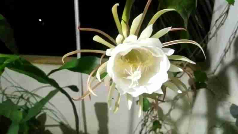 Brahma kamalam: కోనసీమలో వికసించిన బ్రహ్మ కమలం.. అరుదైన పుష్పాన్ని చూసేందుకు భారీగా తరలివస్తున్న జనాలు..