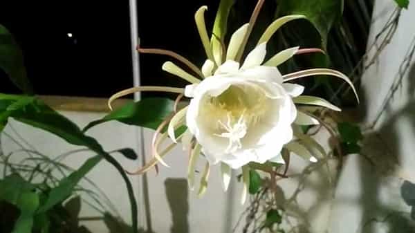 Brahma kamalam: కోనసీమలో వికసించిన బ్రహ్మ కమలం.. అరుదైన పుష్పాన్ని చూసేందుకు భారీగా తరలివస్తున్న జనాలు..