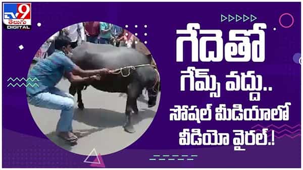 Viral Video: గేదెతో నిరసనకు దిగారు...!! కానీ అంతలోనే షాకింగ్‌ ఘటన...!! ( వీడియో )