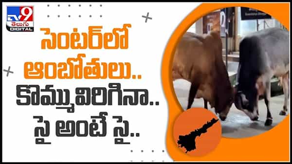 Bulls Fight Video: అమలాపురం దేవి సెంటర్లో కుమ్మేసుకున్న ఆంబోతులు.. కొమ్మువిరిగినా వీడనిపట్టు వీడియో.