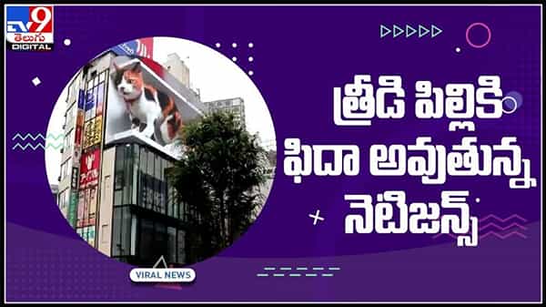 త్రీడీ పిల్లి కి ఫిదా అవుతున్న నెటిజన్స్..! పెద్ద పిల్లి గోడ ఎక్కింది..వైరల్ వీడియో :3D Cat Tokyo Video.