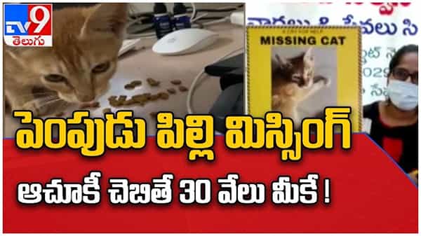పెంపుడు పిల్లి మిస్సింగ్..!! పిల్లి ఆచూకీ చెబితే 30 వేల రివార్డు మీ సొంతం..!! ( వీడియో )