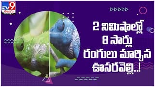 Viral Video: హోటల్‌ యజమానికి చేదోడు వాదోడుగా ఉంటోన్న కోతి…  నెట్టింట్లో చక్కర్లు కొడుతున్న వీడియో…