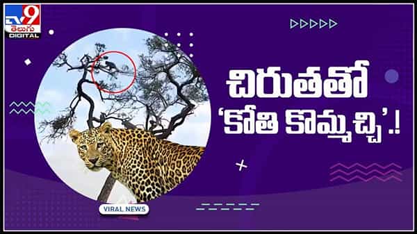 దొరుకుతవా దొర్కవా.. నేను దొర్కా పో..!చిరుతతో కోతి కొమ్మచ్చి..వైరల్ వీడియో..:Cheetah vs Monkey Funny video.