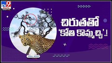 Cheetah Vs Monkey Video Latest News in Telugu, Cheetah Vs Monkey Video Top  Headline, Photos, Videos Online | TV9 Telugu