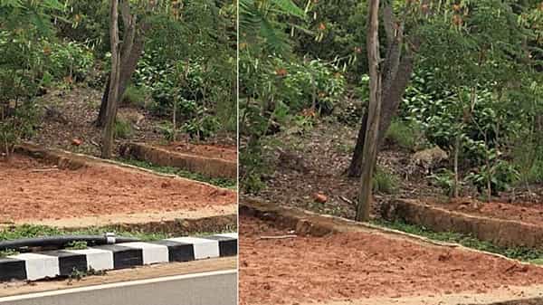 Leopard : తిరుమలలో కలకలం పుట్టిస్తోన్న చిరుతపులులు.. నేడు మళ్లీ ఘాట్ రోడ్లో పులి ప్రత్యక్షం