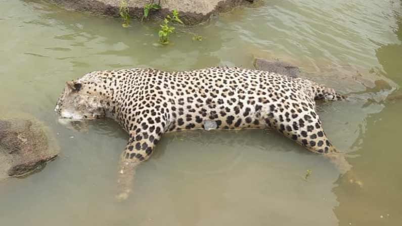 Leopard : మెదక్ జిల్లాలో చనిపోయిన చిరుతకి పోస్ట్ మార్టమ్ పూర్తి.. అయినా కొలిక్కిరాని మిస్టరీ.!