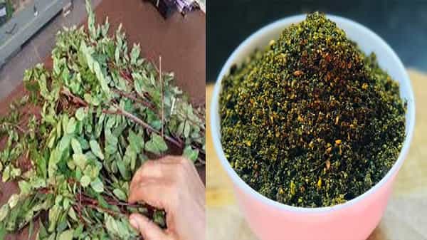 Chennangi Aaku Podi: నొప్పులకు అపర సంజీవని చెన్నంగి... ఈ ఆకుతో పొడి తయారీ ఎలా తయారు చేసుకోవాలంటే