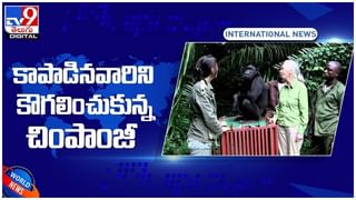 Viral Video: గోడ నుంచి మహిళ అరుపులు.. తీరా చూసి ఖంగుతిన్న అధికారులు..!! వీడియో