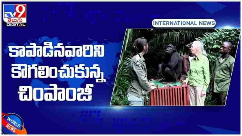 Viral Video: కాపాడినవారిని కౌగలించుకున్న చింపాంజీ..!! నెట్టింట వీడియో వైరల్