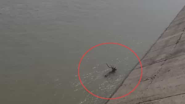 Chital: గ్రావిటీ కెనాల్లో పడి దుప్పి మృత్యువాత.. కాపాడలేకపోయిన స్థానికులు.. వీడియో..