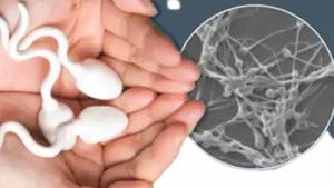 Contraceptive Antibodies: ప్రత్యేక గర్భనిరోధక యాంటీబాడీని అభివృద్ధి చేసిన శాస్త్రవేత్తలు..ఇది ఎలా పనిచేస్తుందని చెబుతున్నారంటే..